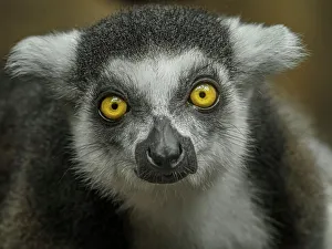 Fine Art Photography Prints: Ring-tailed Lemur (Lemur catta) - captive, Ontario, Canada