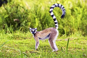 Cute Gallery: Ring-tailed lemur (Lemur catta), Madagascar