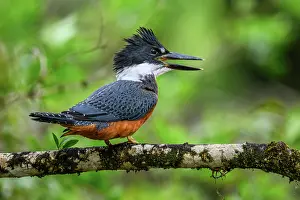 Avian Prints: Ringed kingfisher (Megaceryle torquata)