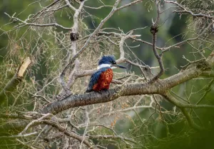 Aves Prints: Ringed Kingfisher (Megaceryle torquata) by the Gutierrez Lake, Nahuel Huapi National Park