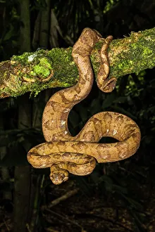 Non Venomous Prints: Ringed Tree Boa (Corallus annulatus)