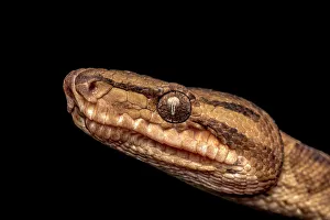 Neotropics Prints: Ringed Tree Boa (Corallus annulatus), Boca Tapada, Costa Rica