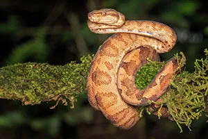 Pura Vida Prints: Ringed Tree Boa (Corallus annulatus), Costa Rica
