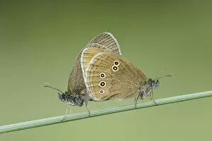 Images Dated 13th October 2021: Ringlet Butterfly (Aphantopus hyperanthus), pair mating, Powerstock Common DWT reserve