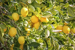 Valldemossa Prints: Ripe lemons on a lemon tree in the old town of Valldemossa
