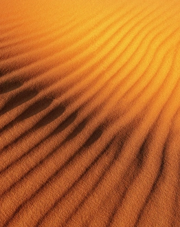 Erg Chebbi Prints: Ripples in golden sand dune, Erg Chebbi, Sahara Desert, near Merzouga, Morocco