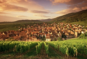 French Wine Regions Gallery: Riquewihr, Alsace