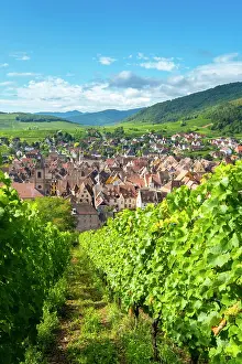 Wine Region Prints: Riquewihr, Alsace wine region, France