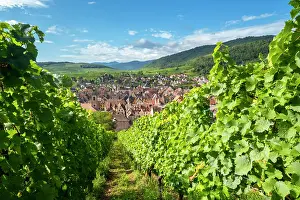 Riquewihr Prints: Riquewihr, Alsace wine region, France