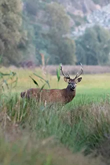 Mammalia Prints: Riserva naturale Pian di Spagna, Lombardy, Italy. Deer, cervus elaphus