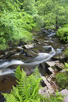 The River Caerfanell at Blaen-y-glyn surrounded by summer green foliage, Brecon Beacons The River Caerfanell at Blaen-y-glyn surrounded by summer green foliage, Brecon Beacons