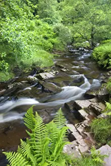 Powys Prints: The River Caerfanell at Blaen-y-glyn surrounded by summer green foliage, Brecon Beacons