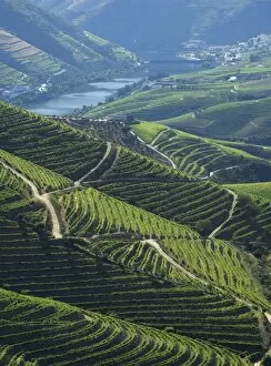 Images Dated 4th June 2006: River Douro, Douro Region, Northern Portugal