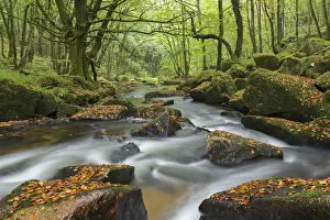 Images Dated 26th February 2015: The River Fowey at Golitha Falls on Bodmin Moor, Cornwall, England. Autumn