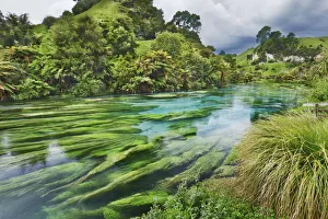 Polynesia Prints: River landscape at Blue Spring - New Zealand, North Island, Waikato, South Waikato