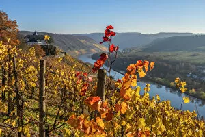 River Mosel with former cloister Marienburg, Mosel valley, Rhineland-Palatinate, Germany