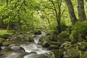 River Plym flowing through Dewerstone Wood, Dartmoor, Devon, England. Spring (May) 2016