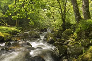 River Plym rushing through Dewerstone Wood, Shaugh Prior, Dartmoor, Devon, England