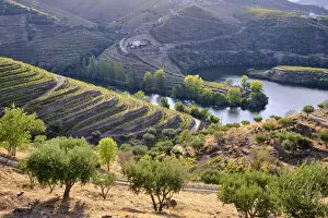Images Dated 10th November 2020: River Tedo, a tributary of the Douro river, and Quinta do Tedo with the terraced