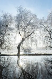 Surrey Prints: River Wey on a frosty morning, Guildford, Surrey, England