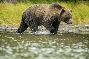 Wading Prints: rizzly bear (Ursus arctos)- Mother bear and cub eating spawning sockeye salmon caught in the Chilko River