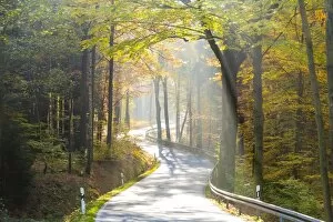 Images Dated 1st November 2014: Road through autumn woodland, Saxon Switzerland, Saxony, Germany