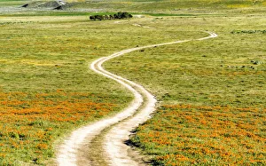 Wildflower Prints: Road through California Poppies, Antelope Valley, California, USA