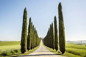 Images Dated 24th February 2016: Road with cypresses and farmhouse. Orcia Valley, Siena district, Tuscany, Italy