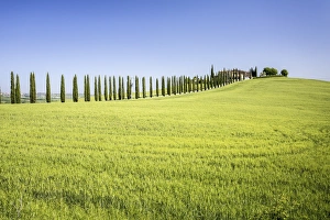 Road with cypresses and farmhouse. Orcia Valley, Siena district, Tuscany, Italy Road with cypresses and farmhouse. Orcia Valley, Siena district, Tuscany, Italy