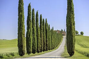 Images Dated 9th November 2015: Road with cypresses and farmhouse. Orcia Valley, Siena district, Tuscany, Italy