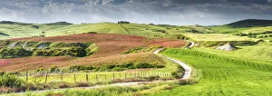 Country Prints: Road by Fields of Clover, Tuscany, Italy
