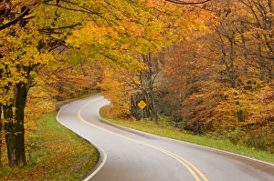 Demetrio Carrasco Gallery: Road in forest