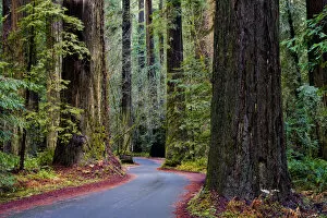 Road Through Giant Redwoods, Humboldt State Park, California, USA