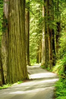 Lane Prints: Road through Giant Redwoods, Jedediah Smith Redwoods State Park, California, USA