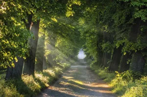 Lime Tree Prints: Road lined with old lime trees at Schaalsee, Schaalsee Biosphere Reserve