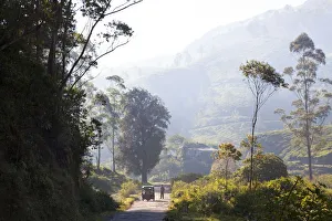 Kerala Prints: Road, Munnar, Western Ghats, Kerala, South India