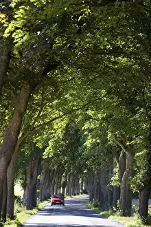 Tree Lined Prints: Road near Greifswald, Mecklenburg-Western Pomerania, Germany