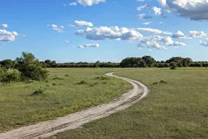 Salt Pans Prints: Road, Nxai Pan National Park, Botswana