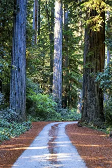 Road Through Redwoods, Jedediah Smith Redwood State Park, California, USA Road Through Redwoods, Jedediah Smith Redwood State Park, California, USA