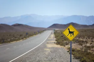 A road sign displaying a llama camelid on the Route 33 to Cachi, Salta province A road sign displaying a llama camelid on the Route 33 to Cachi, Salta province