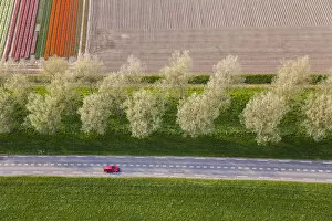 Road & tulip fields, N. Holland, Netherlands