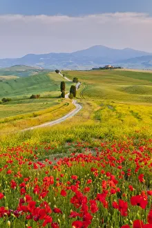 Poppies Prints: Road to Villa Terrapille, near Pienza, Tuscany, Italy
