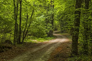 Dirt Road Prints: A road in the woods illuminated by sunlight passing through the foliage. Abruzzo, Italy