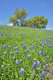 Oaks Prints: Roadside bluebonnets and oak trees, Travis County near Marble Falls, Texas, USA