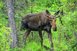 Boreal Forest Ecosystem Prints: Roadside moose (Alces alces), Muncho Lake Provincial Park, British Columbia BC, Canada