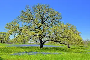 Oaks Prints: Roadside wildflowers featuring oak tree and bluebonnets, Seguin, Texas, USA
