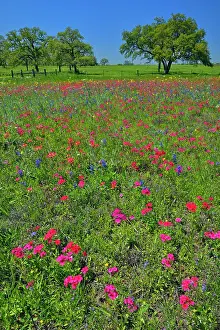 Pastures Prints: Roadside wildflowers featuring phlox and bluebonnets with oak trees, Seguin, Texas, USA