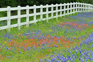 Borders Prints: Roadside wildflowers and fenceline, Burnet County, Texas, USA