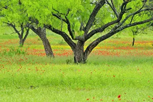 Hill Country Prints: Roadside wildflowers and mesquite trees along Segura Lane, Llano County, Texas, USA