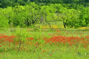 Hill Country Prints: Roadside wildflowers along ranch road 152 featuring firewheel and mesquite trees